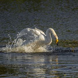 Wilder Schwan von Cees van der Linden