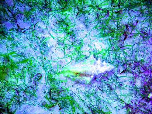 Schelp  in  paars en groen.