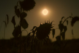 In Eclipse Light