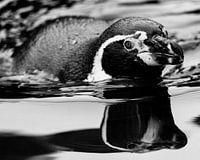 black in white