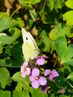 Vlinder 