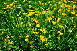 Buttercups by Thomas Jäger