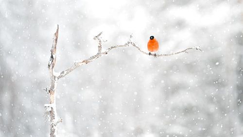 Nicht so zorniger Vogel