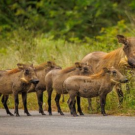 Warzenschwein von antonvanbeek.nl