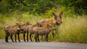 Warthog
