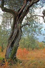 Old gnarled olive tree Mediterranean landscape