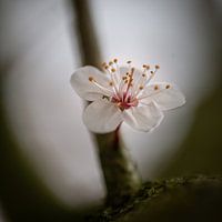 Première floraison