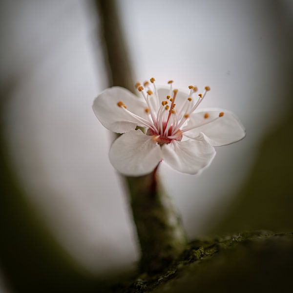 First Bloom by Studio Liefkoos