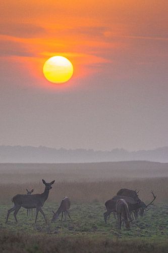 Hirsch-Sonnenuntergang Veluwe
