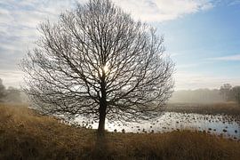 Baum in der Dämmerung