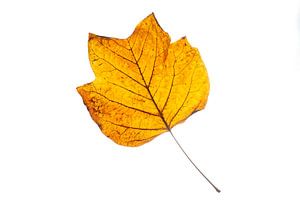 Feuille de tulipier