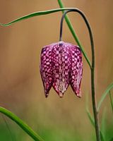 Een roze kievitsbloem