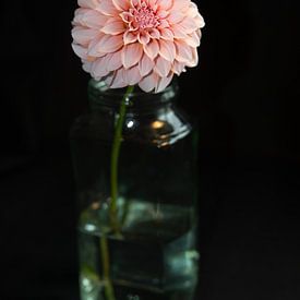 Dahlie in Vase von Henriette Tischler van Sleen