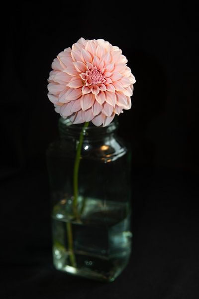 Dahlia in vase by Henriette Tischler van Sleen