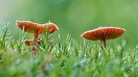roodachtige lak trechter, Laccaria laccata, op de bosbodem van Heiko Kueverling thumbnail