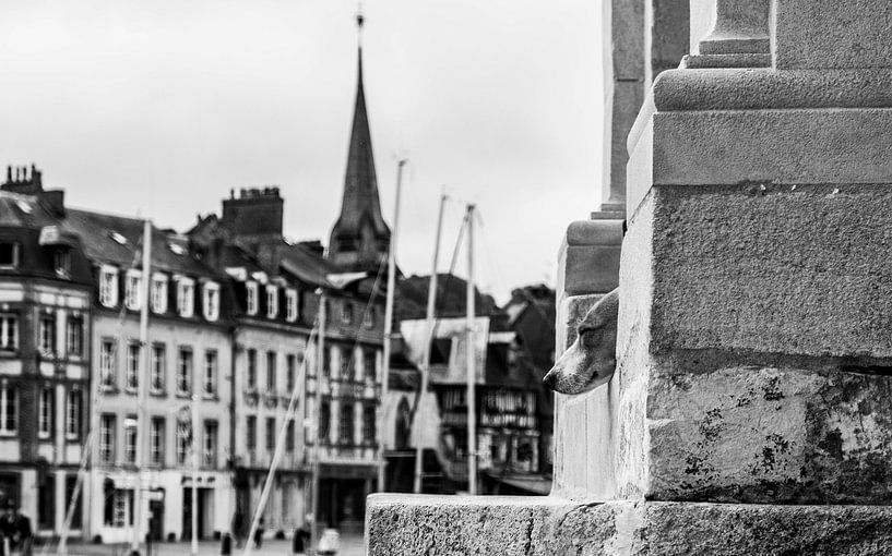 Stray dog by Tim Briers