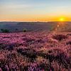 Sonnenaufgang blühendes lila Heidekraut auf der Posbank von Marco Schep