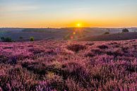 Sonnenaufgang blühendes lila Heidekraut auf der Posbank von Marco Schep Miniaturansicht