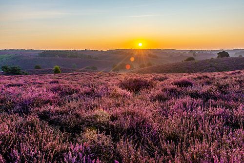 Zonsopgang bloeiende paarse heide op de Posbank