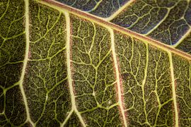 Natural Texture