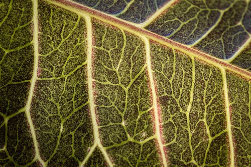 Natuurlijke textuur