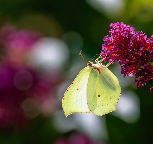 Macro of a lemon butterfly on a summer lilac flower by ManfredFotos