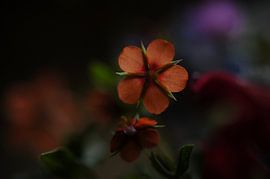 petite fleur sauvage sur didier galibert