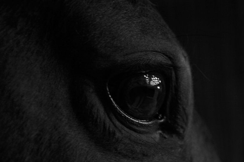 Paardenoog by Marieke Borst