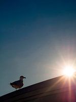 #seagull