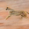 Gepard sprintet mit hoher Geschwindigkeit zu unbekanntem Ziel von jowan iven