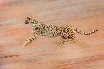 cheeta sprint met hoge snelheid naar onbekende bestemming