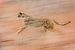Gepard sprintet mit hoher Geschwindigkeit zu unbekanntem Ziel von jowan iven