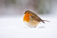 Rotkehlchen im Schnee