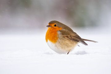 Robin in the snow by Jolanda van Blaaderen