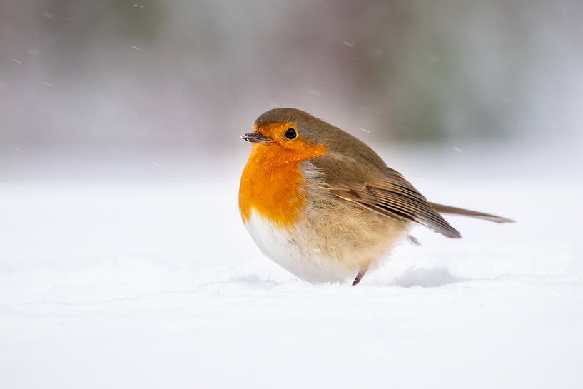 Robin dans la neige par Jolanda van Blaaderen