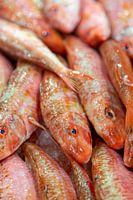 Frische Fische