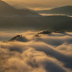 Bäume im Nebel mit Pieniny