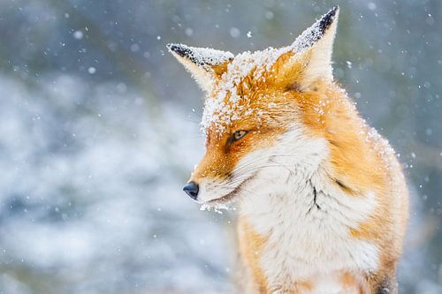 rode vos in de sneeuw