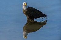 Amerikaanse Zeearend met reflectie in het water