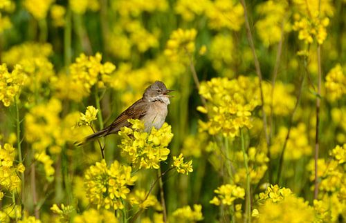 Grasmus von Ruud Scherpenisse