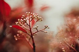 Red Bulps by Hiske Boon