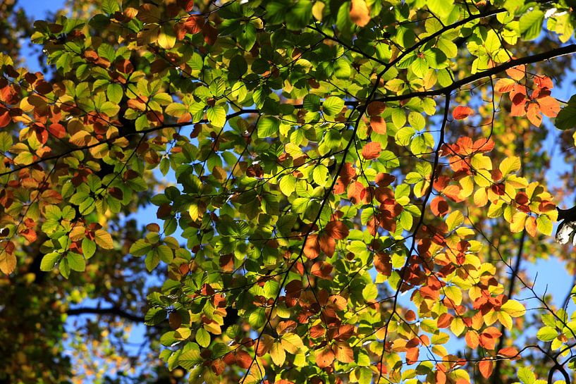 Beech by Thomas Jäger