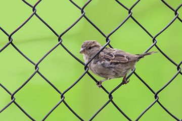 House sparrow in mesh, by Gig-Pic by Sander van den Berg