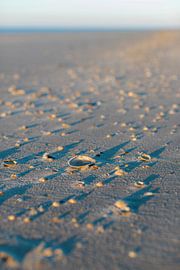 Schiermonnikoog - Shell belt by Dan Photo Shaman