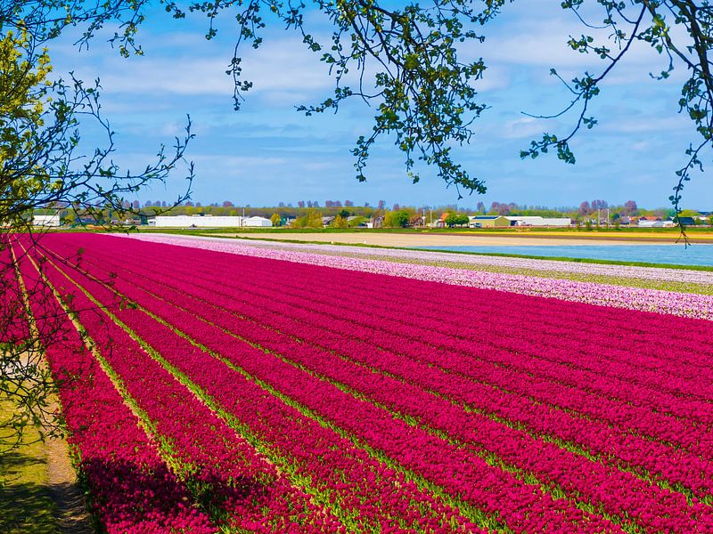 Beautiful vista to field of red tulips by Arjan van der Veer