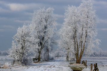 Rouveen, Winter von Alex Sievers