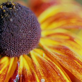 Sunflower by Helmut Neumann Blütenfotografie