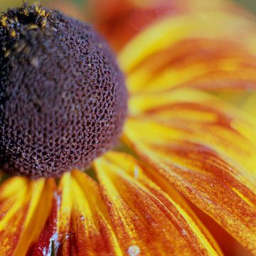 Zonnebloem van Helmut Neumann Blütenfotografie