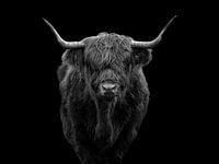 Scottish Highlander - Black and White