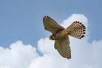 Kestrel